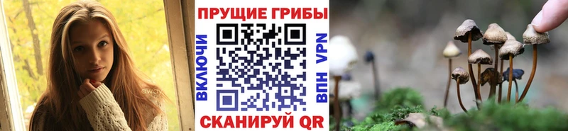 купить   Ленск  Галлюциногенные грибы Psilocybine cubensis 